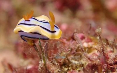 A little nudi…