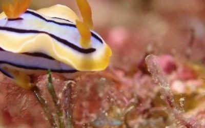 Just a little nudi…