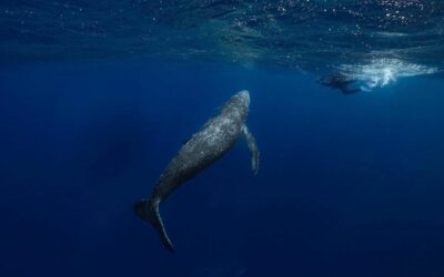 Whale season has kicked off and is in full swin…