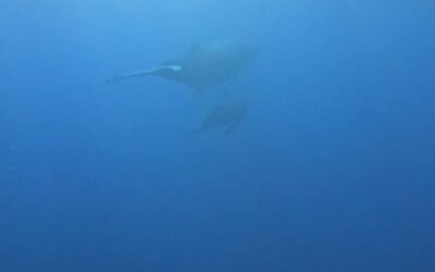 A few seats open for freediving with whales ope…