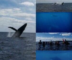 Very limited seats still open for whale freediv…