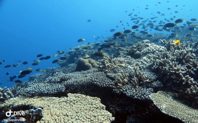 The northern reefs on Okinawa are teeming with …