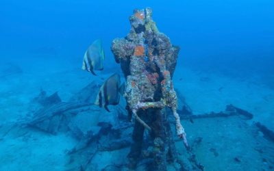 Back on the wreck again today! #reefencounters …