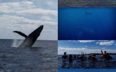 Updated dates for freediving with whales! Only …