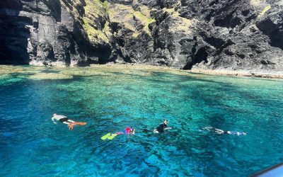 Divers out on the reef while our snorkelers exp…