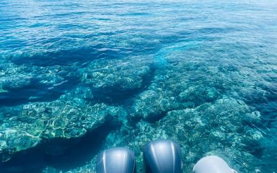 A few seats open for diving or snorkeling tomor…