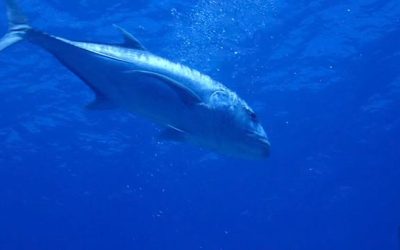 It was beautifully clear today. Giant Trevally …