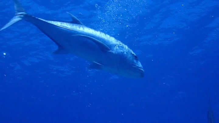 It was beautifully clear today. Giant Trevally …