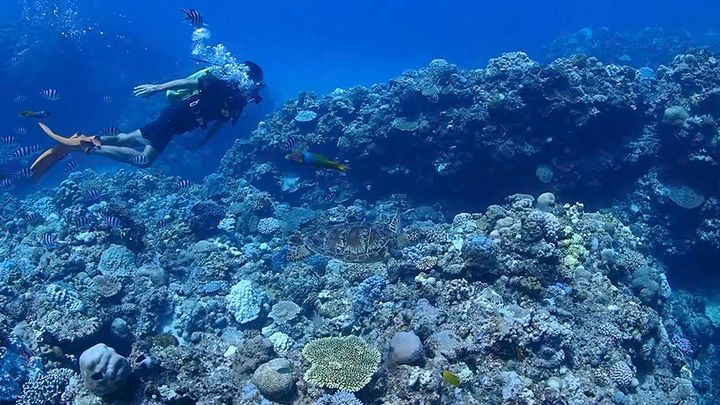 We all went diving with the sea turtles.