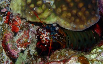 Onna Village, 3 dives. Mantis shrimp, sea turtl…