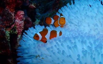 Diving in the Kerama Islands today.